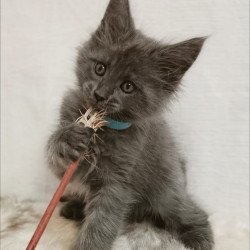 Maine Coon Favorite