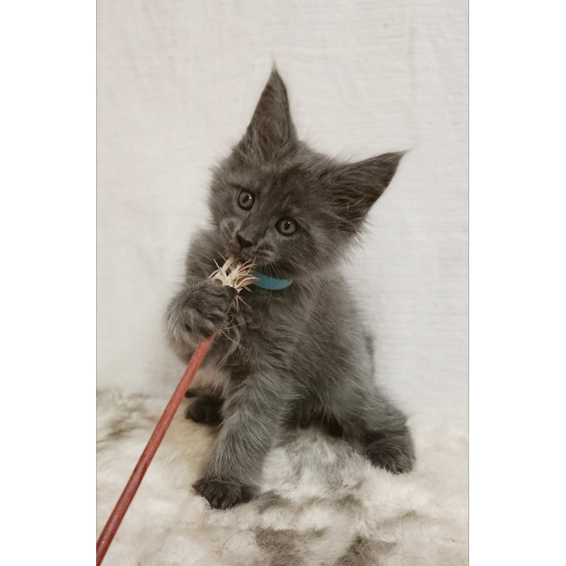 Maine Coon Favorite