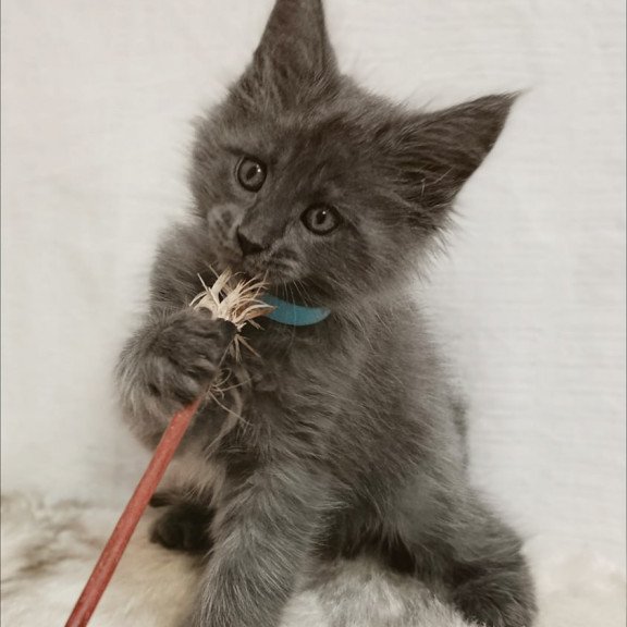 Maine Coon Favorite