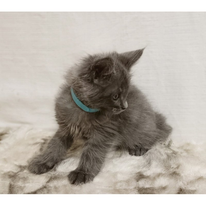 Maine Coon Favorite