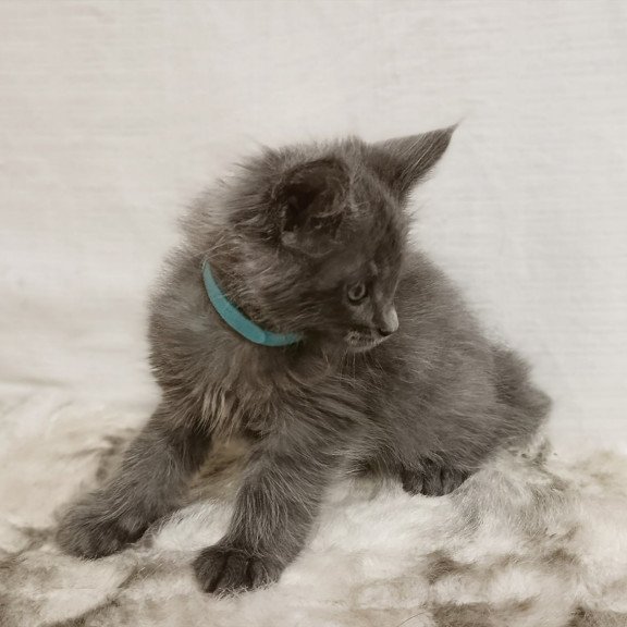 Maine Coon Favorite