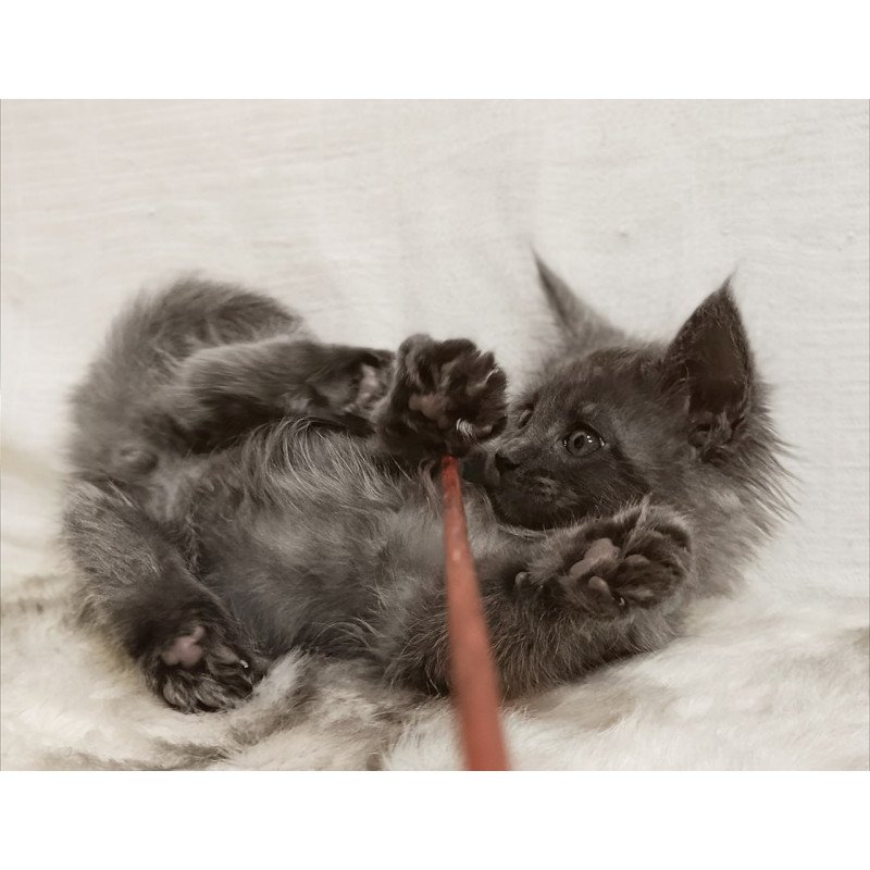 Maine Coon Favorite