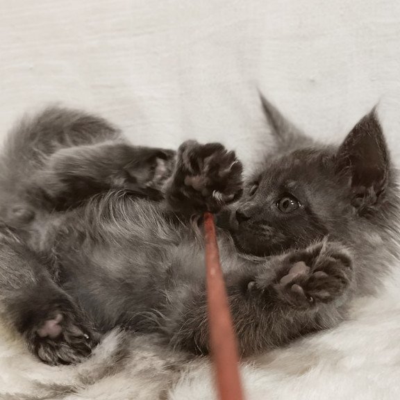 Maine Coon Favorite