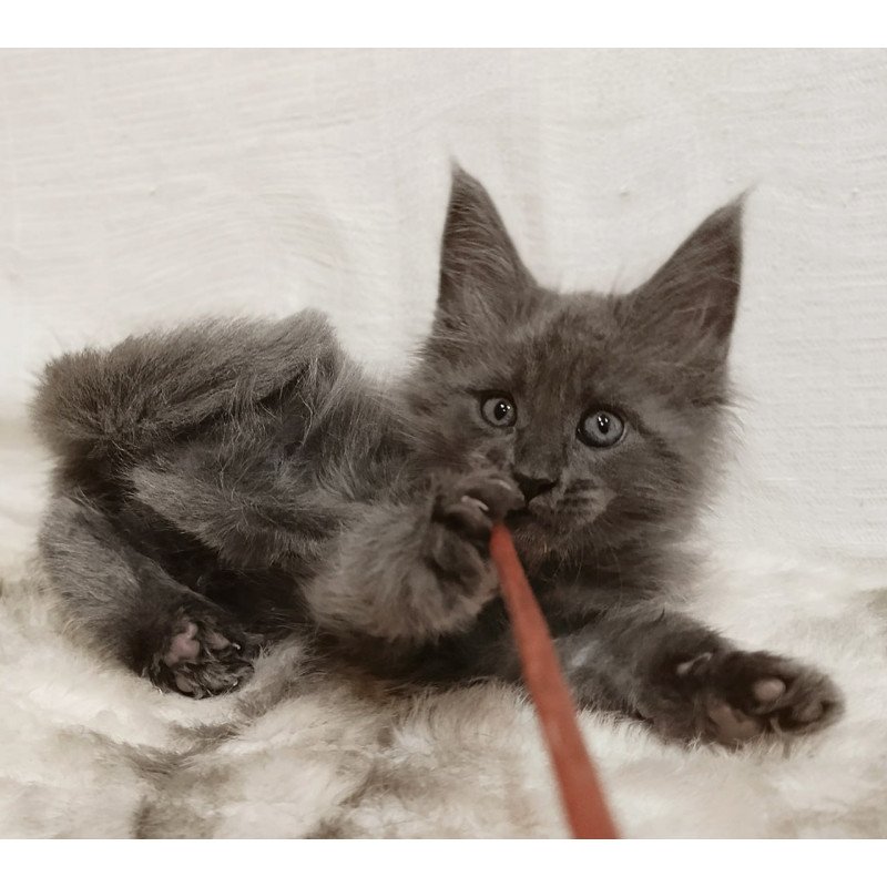 Maine Coon Favorite