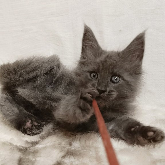 Maine Coon Favorite