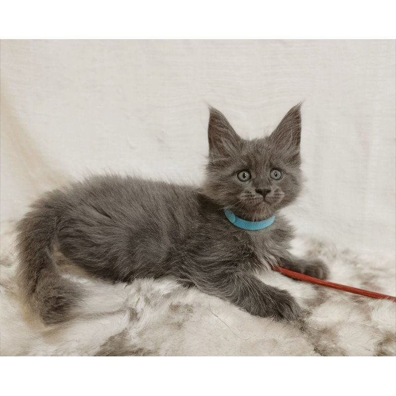 Maine Coon Favorite