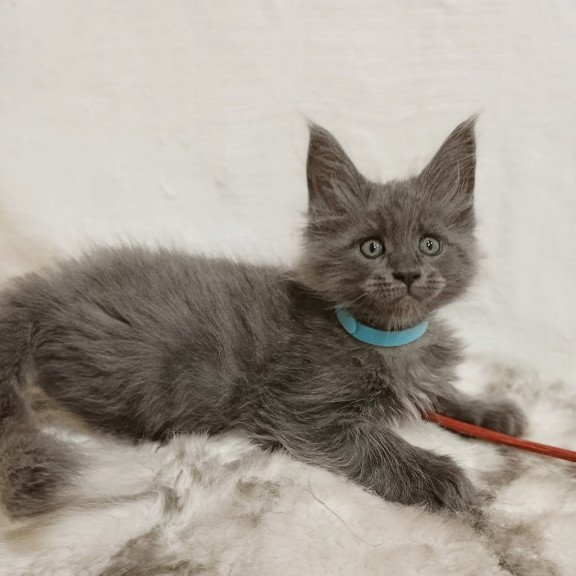 Maine Coon Favorite