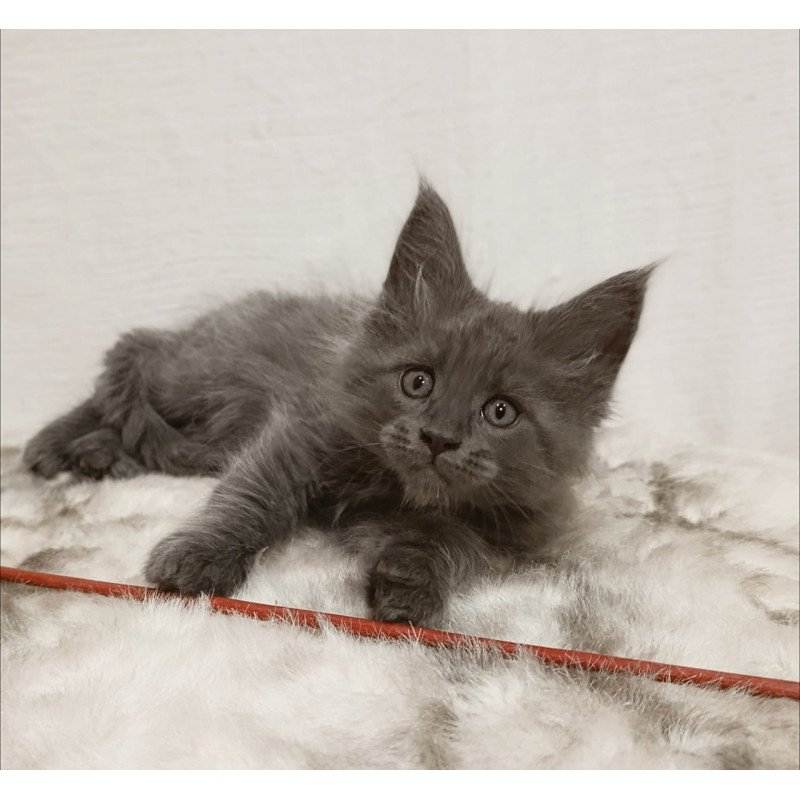 Maine Coon Favorite
