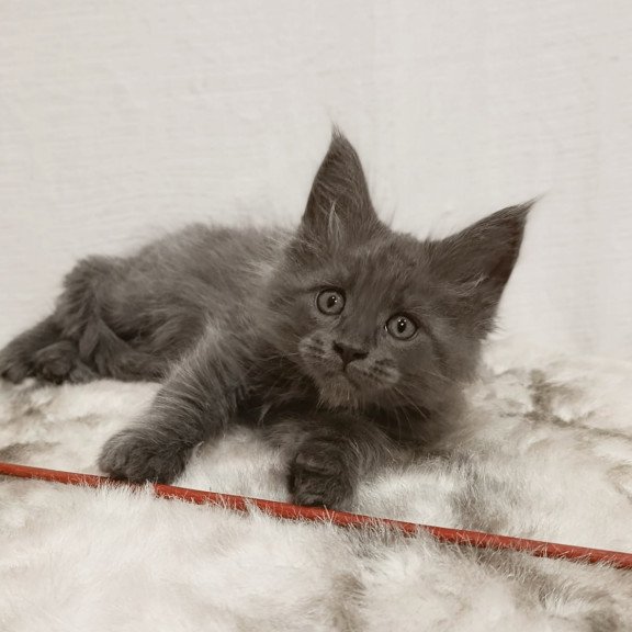 Maine Coon Favorite