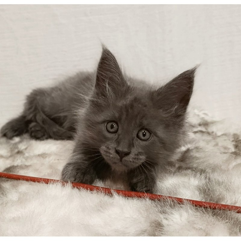 Maine Coon Favorite
