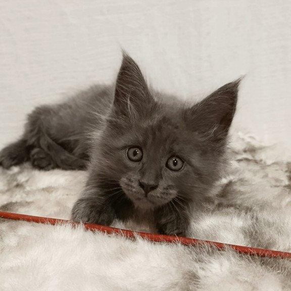 Maine Coon Favorite