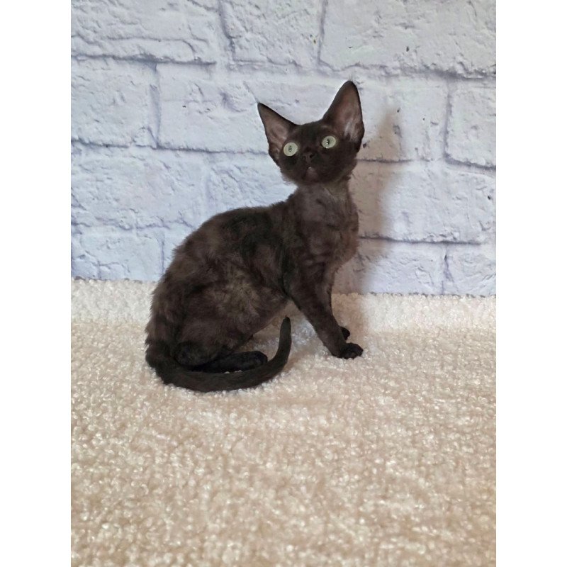 Devon Rex Rafaela