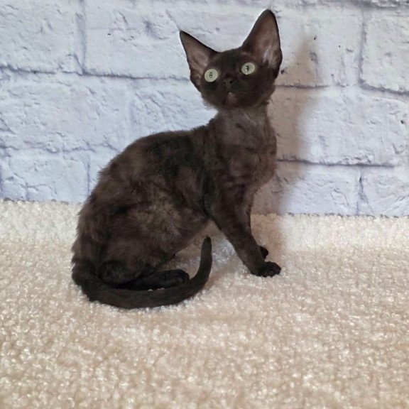 Devon Rex Rafaela