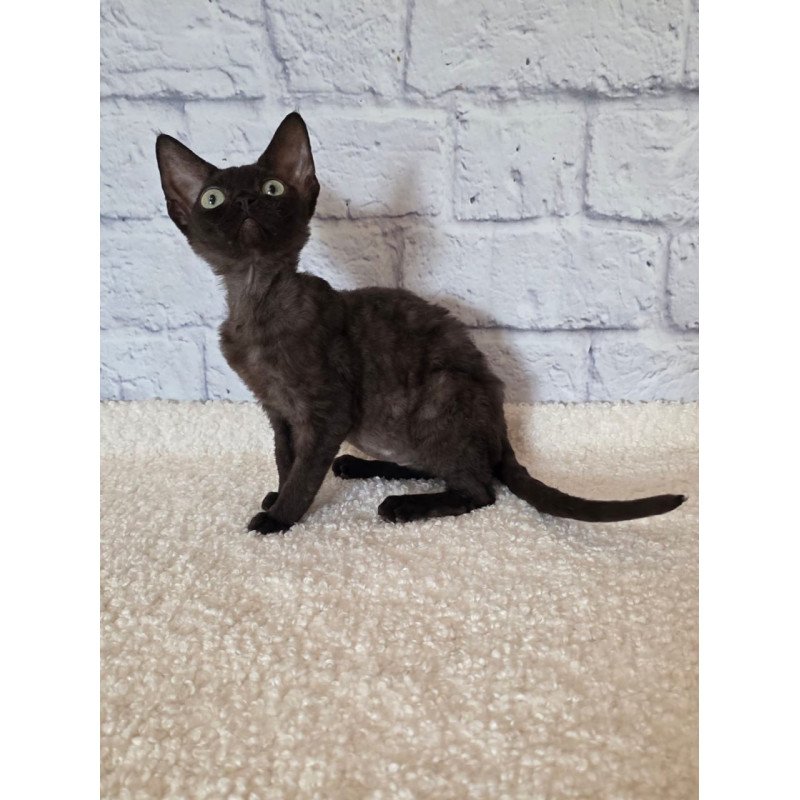 Devon Rex Rafaela