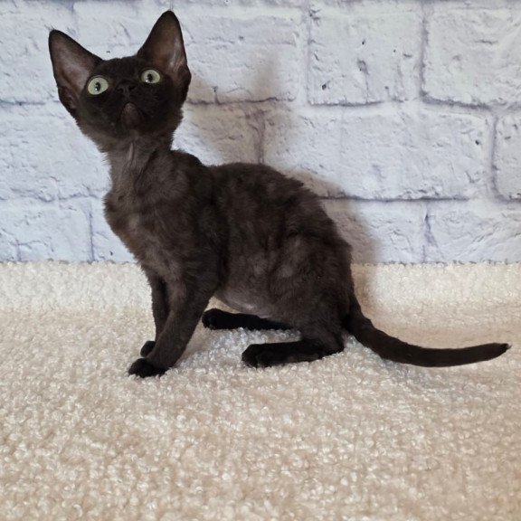 Devon Rex Rafaela