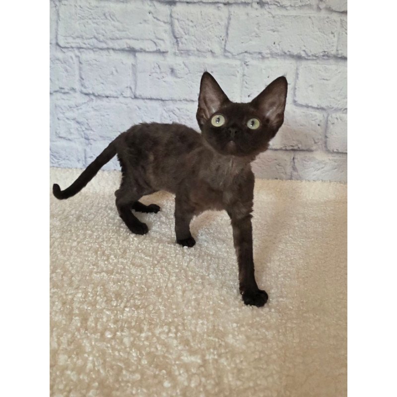 Devon Rex Rafaela