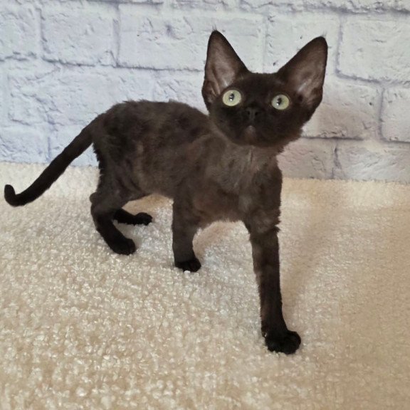 Devon Rex Rafaela