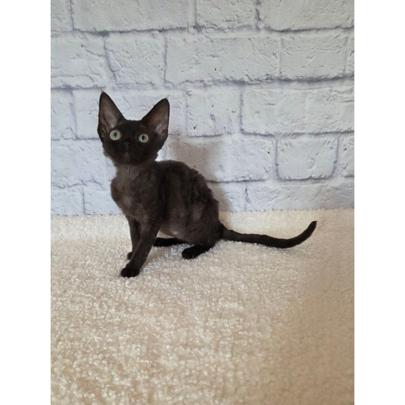 Devon Rex Rafaela