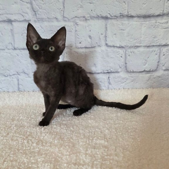 Devon Rex Rafaela