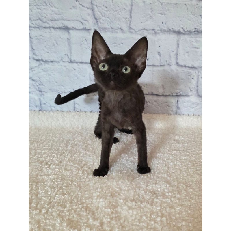 Devon Rex Rafaela
