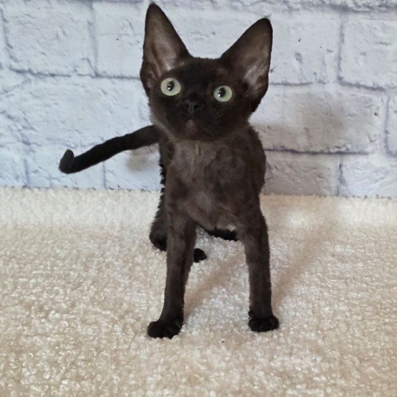 Devon Rex Rafaela