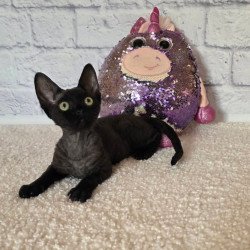Devon Rex Roxy