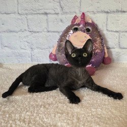 Devon Rex Roxy