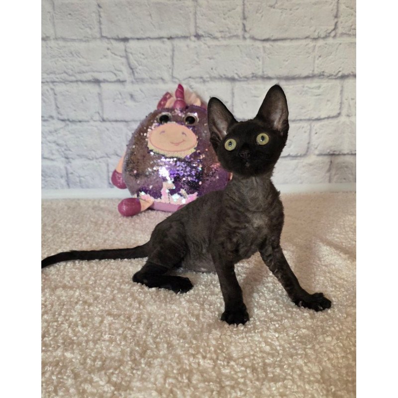 Devon Rex Roxy