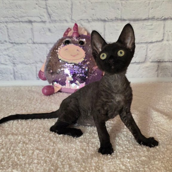 Devon Rex Roxy