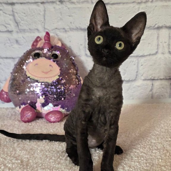 Devon Rex Roxy