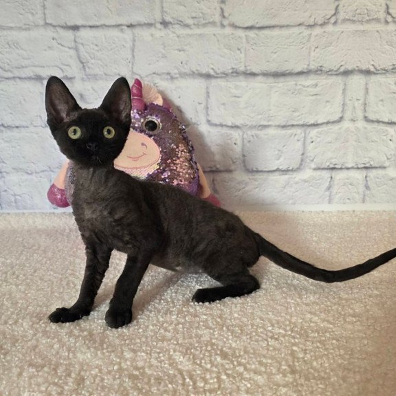 Devon Rex Roxy