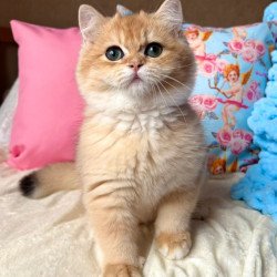 British Simba