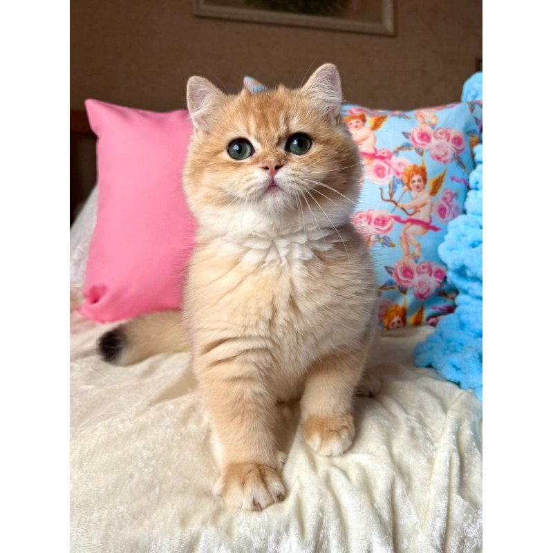 British Simba