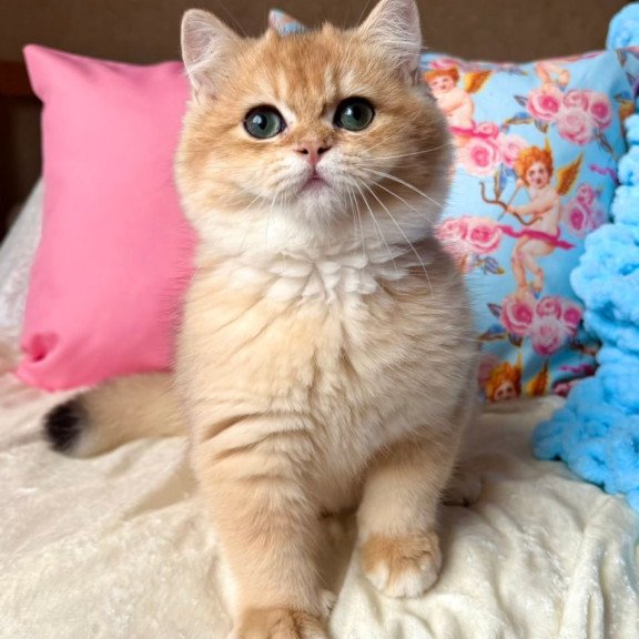 British Simba