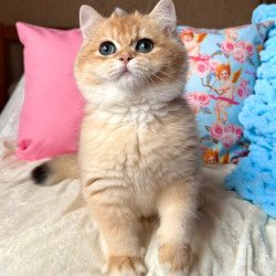 British Simba