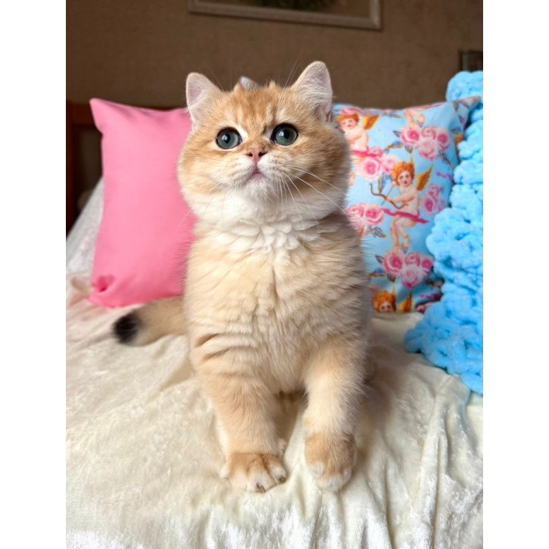 British Simba