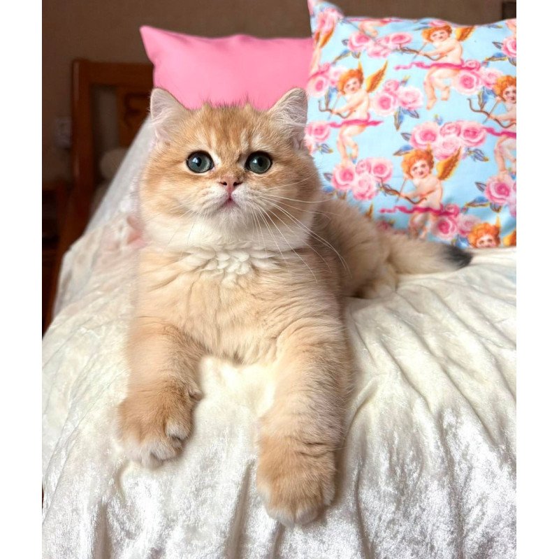 British Simba