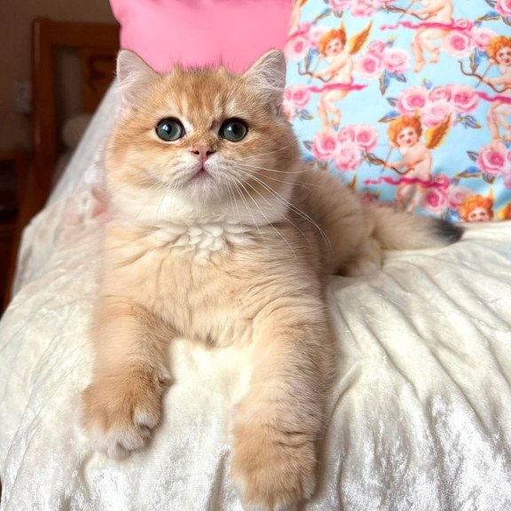 British Simba