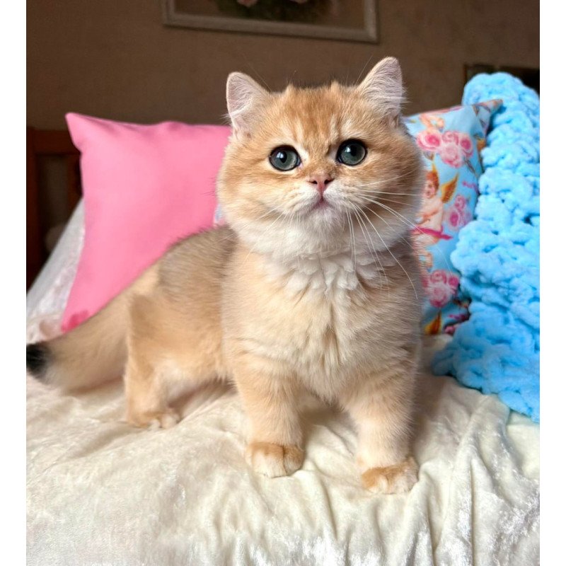 British Simba
