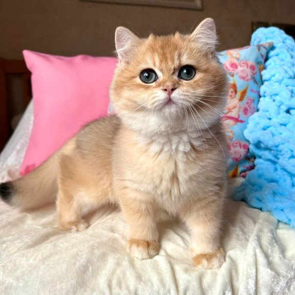 British Simba