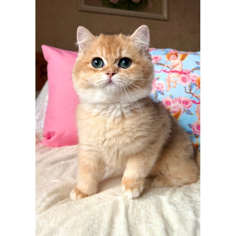British Simba
