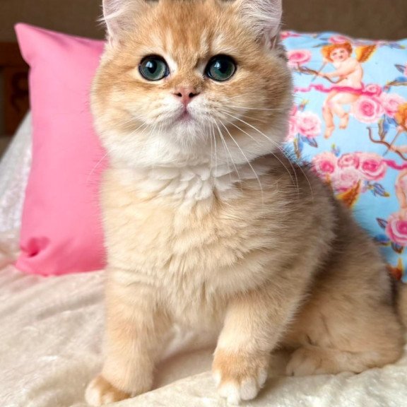 British Simba