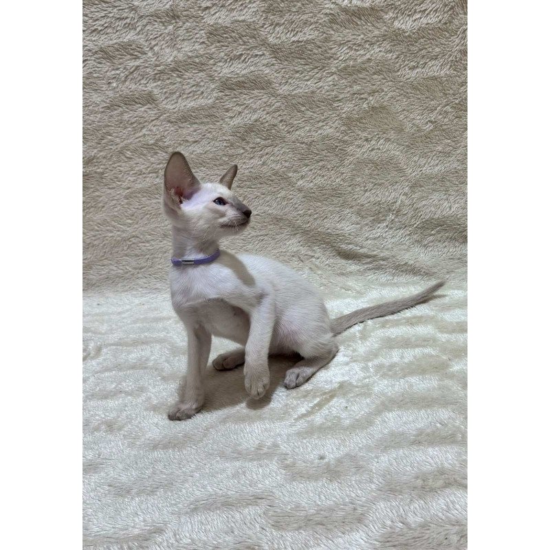 Siamese NOV Kairo