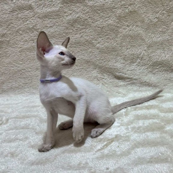Siamese NOV Kairo