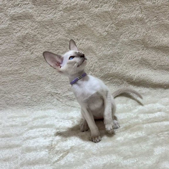 Siamese NOV Kairo
