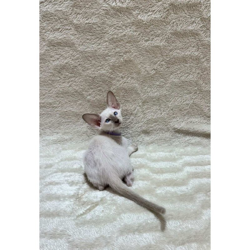 Siamese NOV Kairo