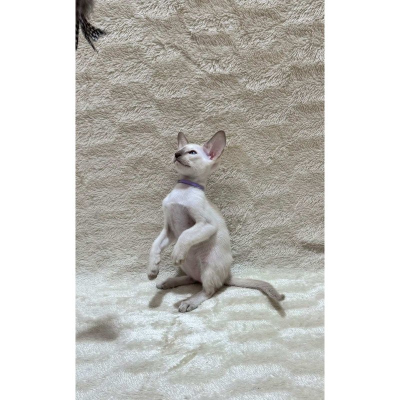Siamese NOV Kairo