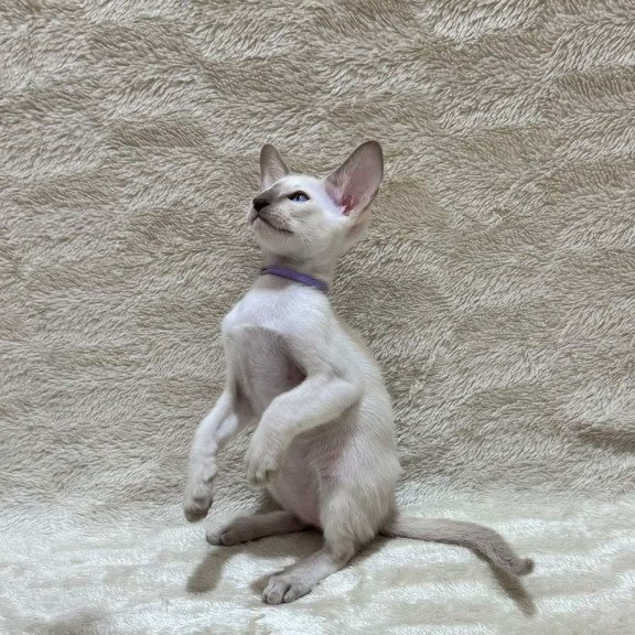 Siamese NOV Kairo