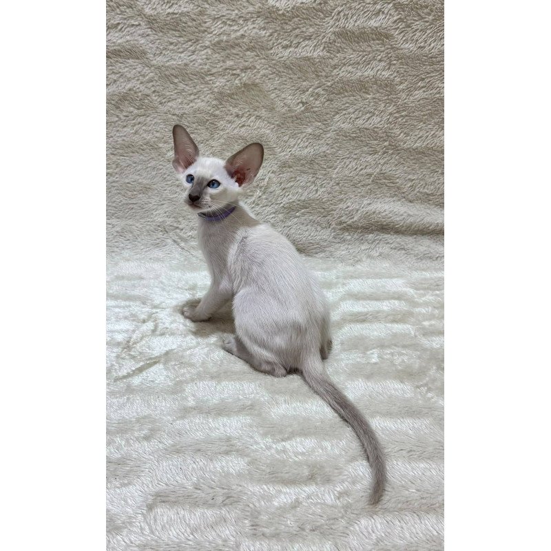 Siamese NOV Kairo