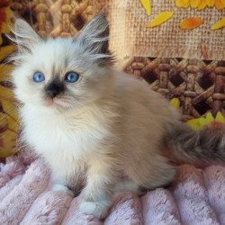 Siberian NOV Darynka